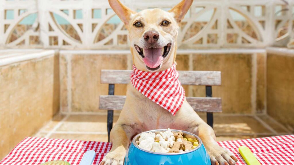 beste hondenvoeding 2025 hond met eten