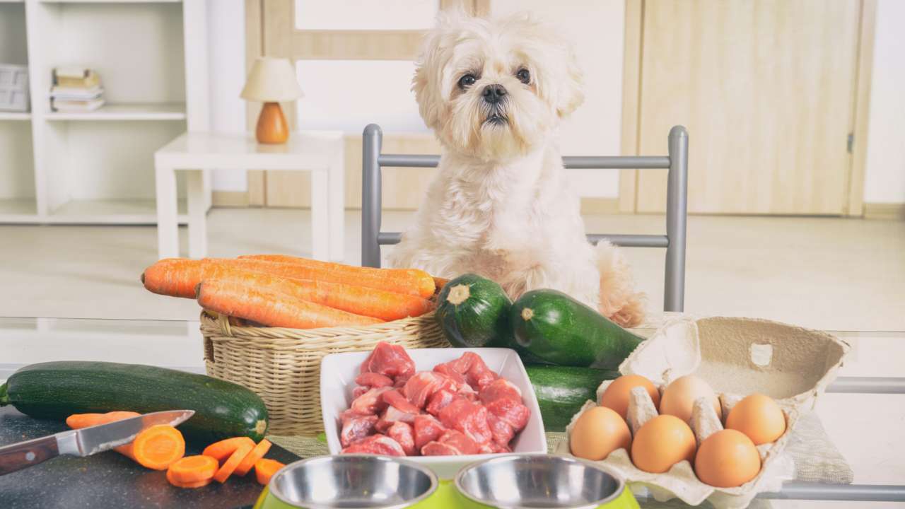 hond met biologische groenten en vlees