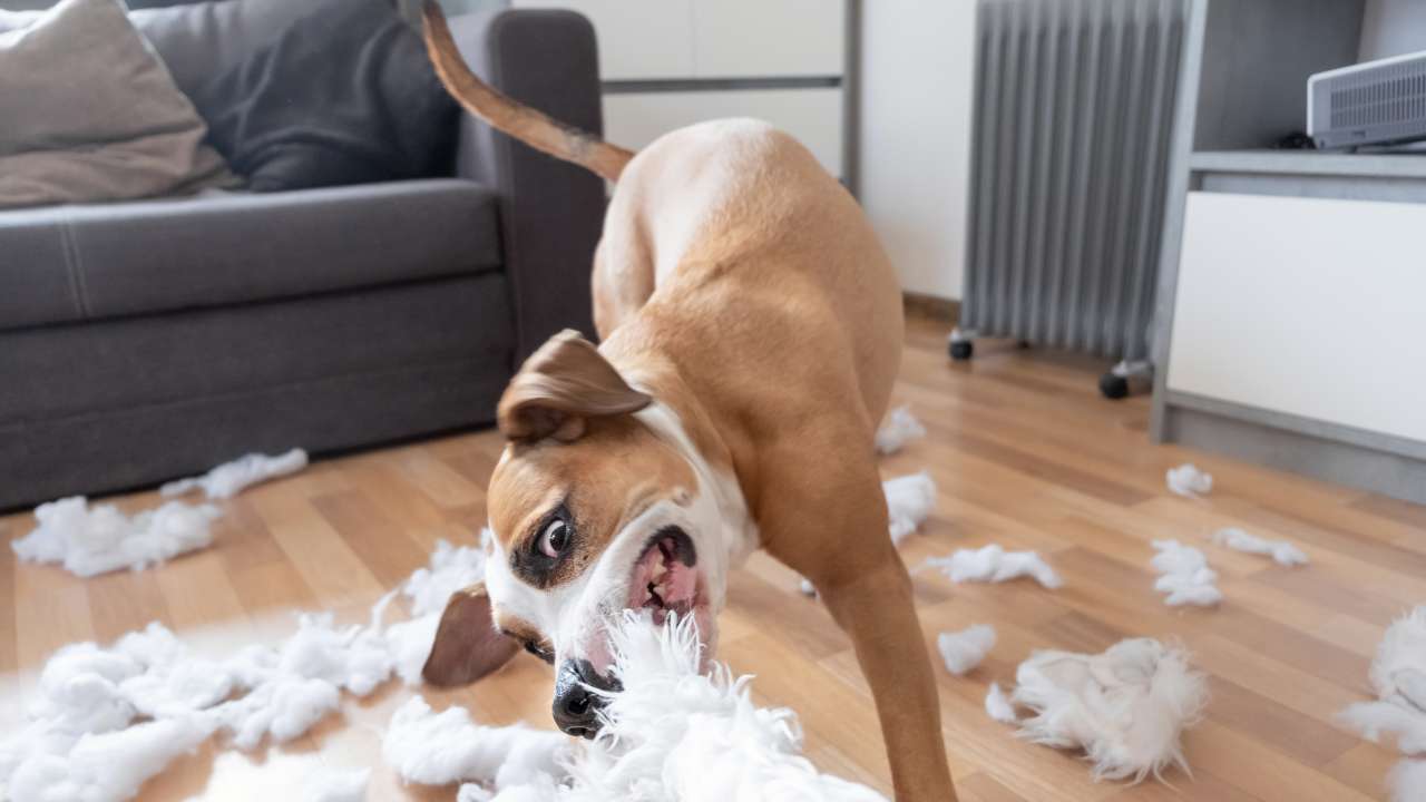 hond met gedragsproblemen die iets kapot heeft gebeten
