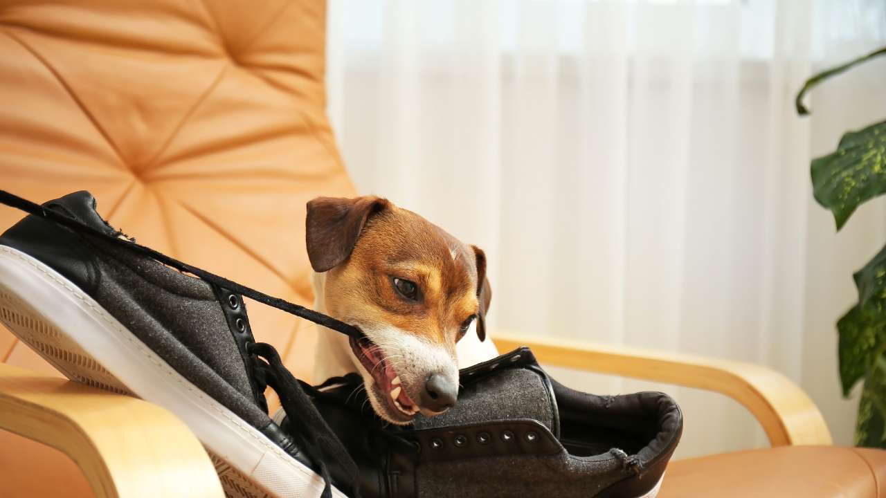 hond alleen thuis met veter in zijn bek