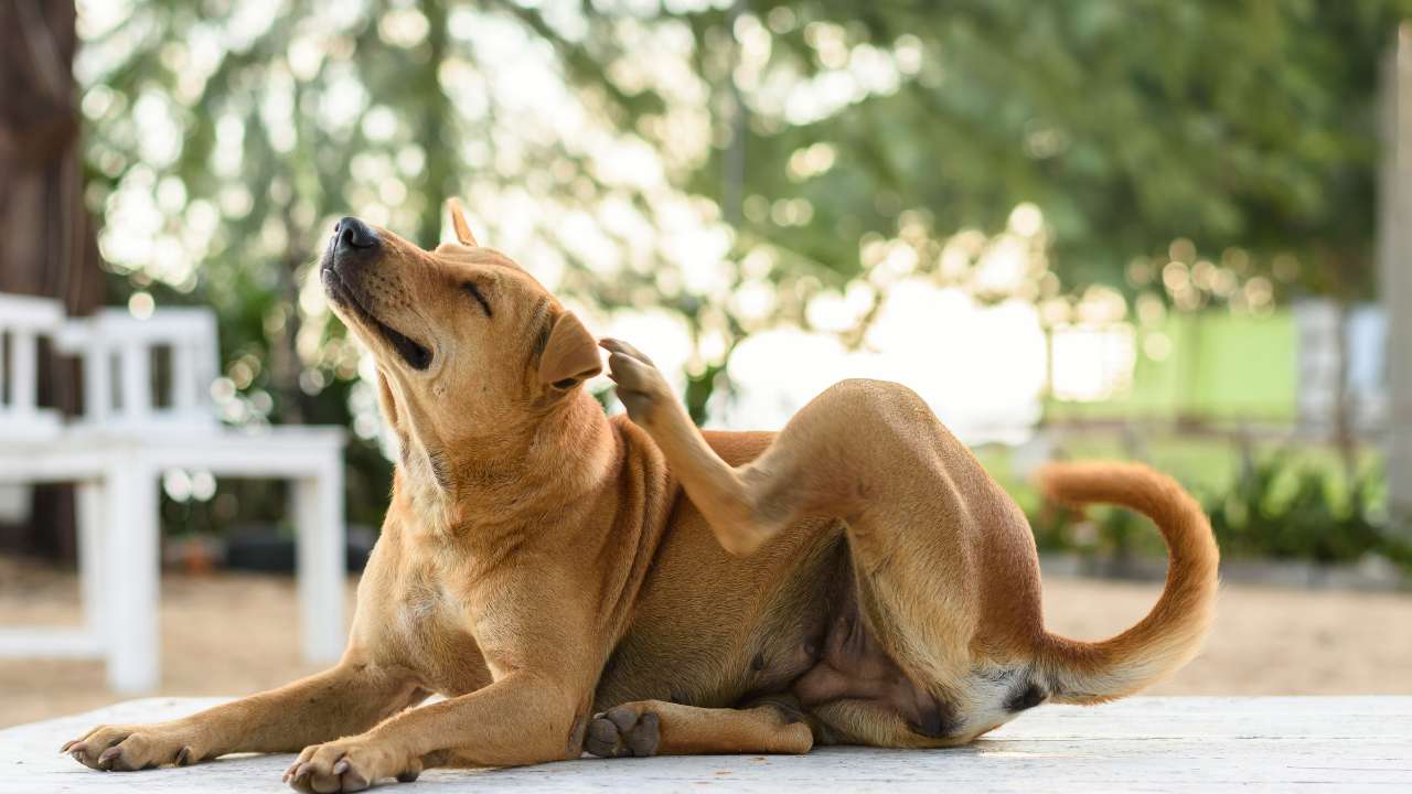 hond met allergie krabbend