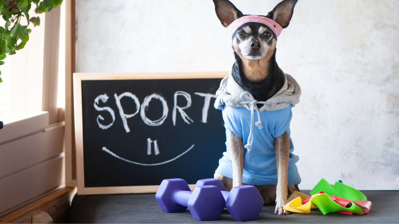 een hond die fit is