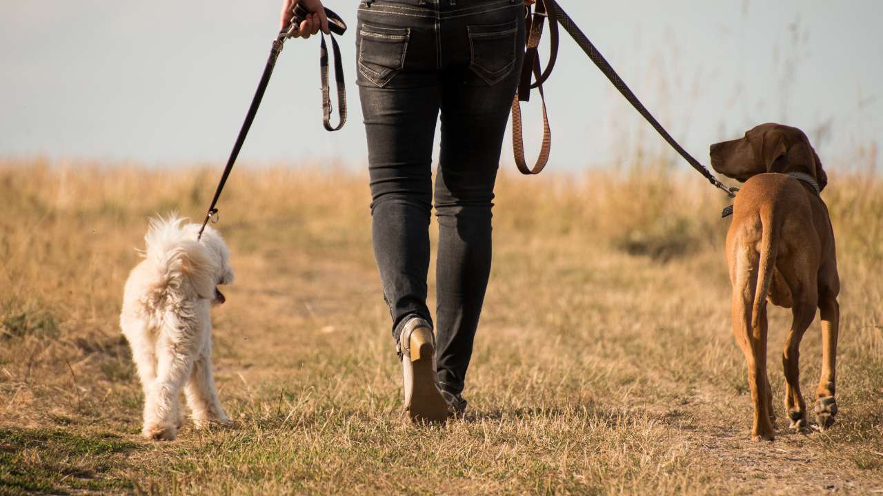 hond uitlaten frequentie met 2 honden aangelijnd