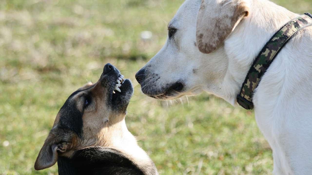 twee honden die elkaar interpreteren
