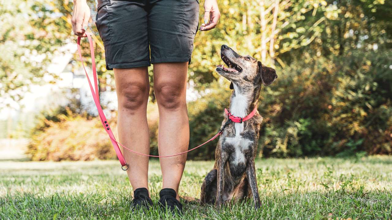 baasje met hond aangelijnd naar hondentraining
