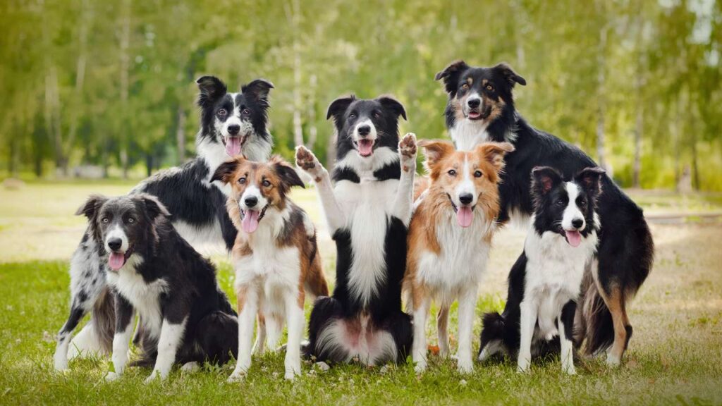 tekenen gelukkige hond meerdere blije honden